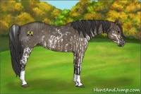 Horse Color:Black Sabino  and Smoky Grullo Tobiano 