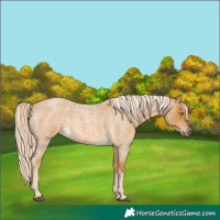 Horse Color:Palomino Roan