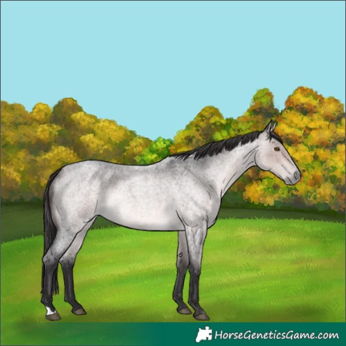 Horse Color:Platinum Buckskin Roan 