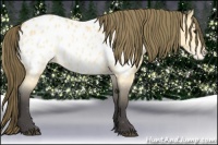 Horse Color:Buckskin Near Leopard 
