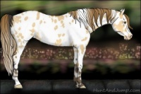 Horse Color:White Spotted Buckskin Dun Appaloosa 