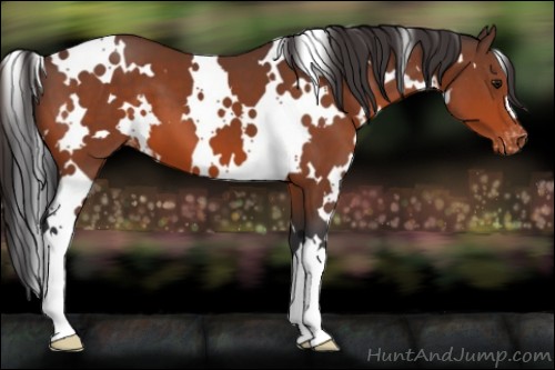 Horse Color:White Spotted Bay Appaloosa 