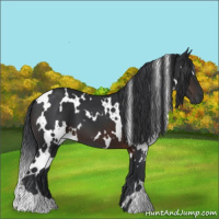 Horse Color:White Spotted Brown 