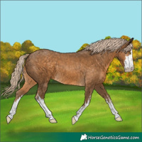 Horse Color:White Spotted Chocolate Palomino 