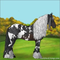 Horse Color:White Spotted Brown 