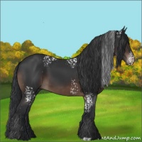 Horse Color:White Spotted Brown 