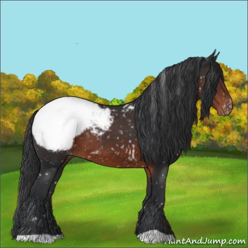 Horse Color:Brown Appaloosa