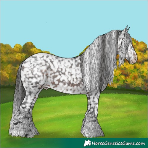 Horse Color:Brown Appaloosa 