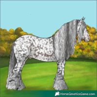 Horse Color:Brown Appaloosa