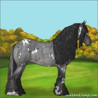 Horse Color:White Spotted Blue Roan 