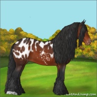 Horse Color:Brown Appaloosa 