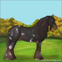 Horse Color:White Spotted Liver Chestnut
