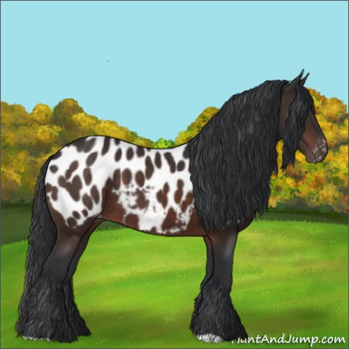 Horse Color:Brown Appaloosa 