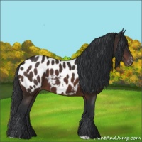 Horse Color:Brown Appaloosa 