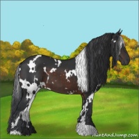 Horse Color:White Spotted Brown 