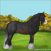 Horse Color:Brown Sabino Splash