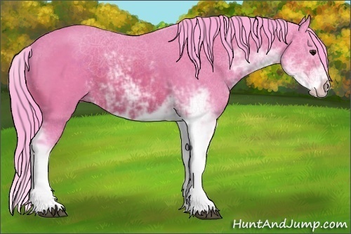 Horse Color:Watercolor Bay Sabino 