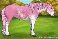 Horse Color:Watercolor Bay Sabino 