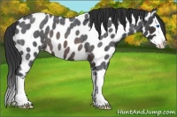Horse Color:Brown Roan Splash Appaloosa