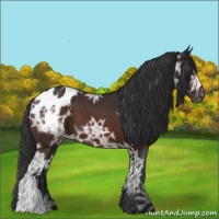 Horse Color:Brown Ice Appaloosa 