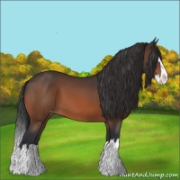Horse Color:Brown Sabino Splash Varnish 