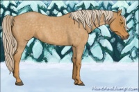 Horse Color:Palomino Roan 