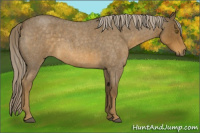 Horse Color:Chocolate Palomino Roan 