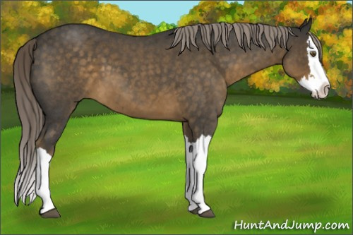 Horse Color:Chocolate Palomino Roan Splash 