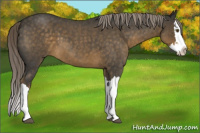 Horse Color:Chocolate Palomino Roan Splash 