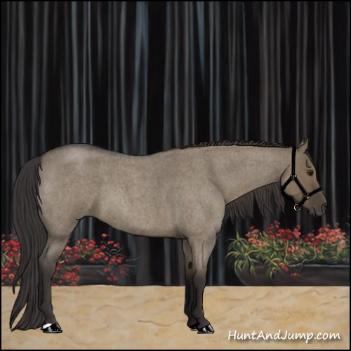 Horse Color:Smoky Grullo Roan