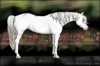 Horse Color:Chocolate Palomino Sabino Appaloosa 