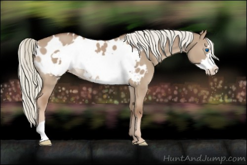 Horse Color:Red Dun Mushroom Frame Appaloosa 