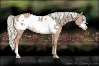 Horse Color:Red Dun Mushroom Frame Appaloosa 