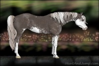 Horse Color:Silver Black Sabino 