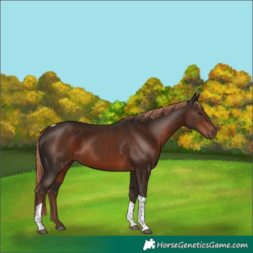 Horse Color:Liver Chestnut Tobiano 