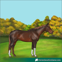 Horse Color:Liver Chestnut Tobiano