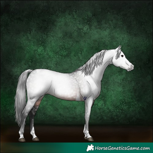 Horse Color:Gray Brown Tobiano 