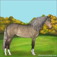 Horse Color:Silver Buckskin Dun 