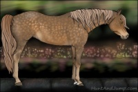 Horse Color:Chocolate Palomino Roan 