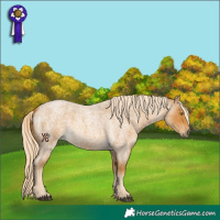 Horse Color:Palomino Roan 