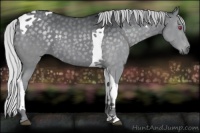 Horse Color:Silver Grullo Chinchilla Tobiano 