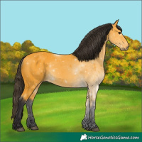 Horse Color:Buckskin 