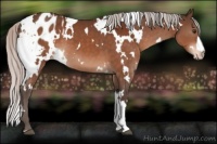 Horse Color:White Spotted Silver Brown Appaloosa 