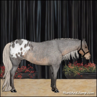 Horse Color:Silver Smoky Blue Roan Appaloosa 