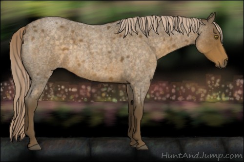 Horse Color:Chocolate Palomino Roan 