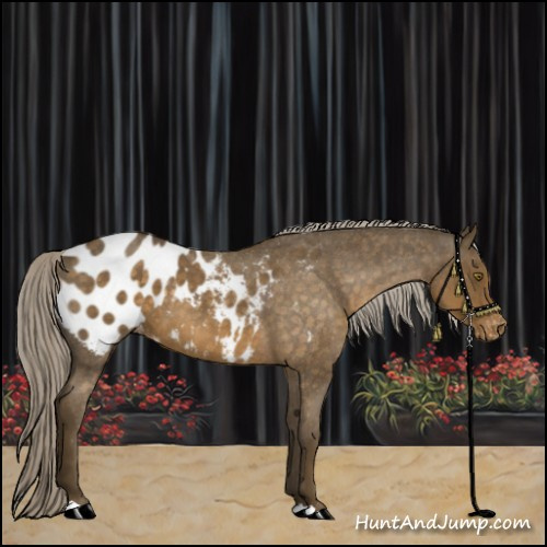 Horse Color:Chocolate Palomino Roan Appaloosa 