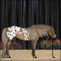 Horse Color:Chocolate Palomino Roan Appaloosa 