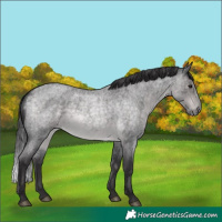 Horse Color:Platinum Buckskin Roan 
