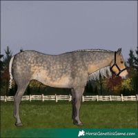 Horse Color:Silver Smoky Blue Roan 