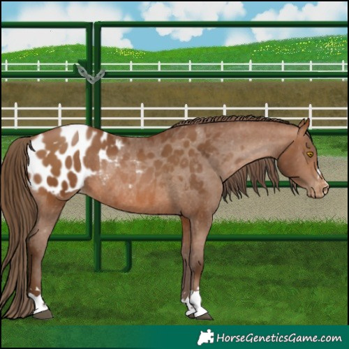 Horse Color:Gray Bay Pearl Blanket Rabicano